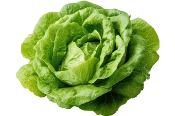 Obraz premium Fresh green butterhead lettuce close-up on black background, cut out