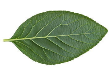 Obraz premium Close-up of green leaf with detailed veins on black background, cut out