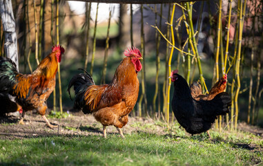 Roosters and hens foraging on sunny day in backyard