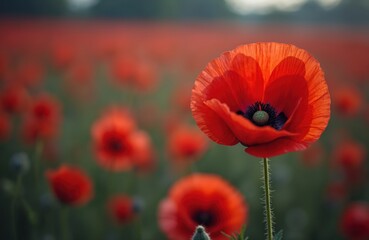 Obraz premium Red poppy flower, symbol of Remembrance Day. Blossoming poppy field. Memorial Day, Armistice, veteran, war, peace concept. Symbol of remembrance, freedom. Wildflowers bloom in summer.