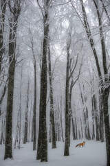 In winter, the trees in the mountains are covered with snow.