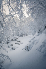 il bosco gelato ai piedi del monte sirente, nel parco del sirente velino, in abruzzo, dopo giorni di tormenta di neve. alberi di faggio coperti di neve e ghiaccio