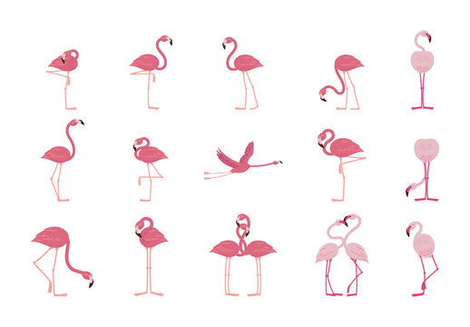 Pink Flemish Bird Wildlife Flamingo Romantic Illustration Set