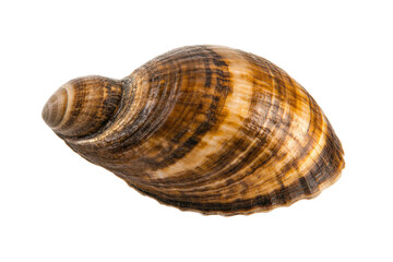 Obraz premium Detailed close-up of a striped nerite seashell on black background, cut out
