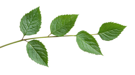 Fototapeta premium Green leaf branch with five serrated leaves on black background, cut out