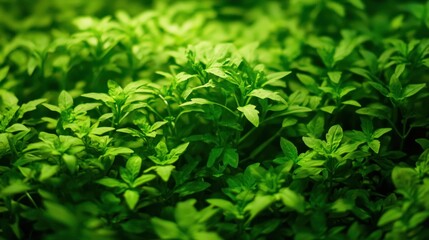 Lush green hydroponic lettuce, cultivated with care in vertical farming system