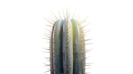 Spiky Cactus Plant with Sharp Thorns on a Black Background Ideal for Nature and Botanical Desi