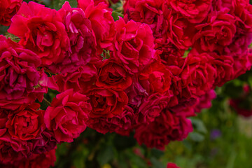 Lot of Red climbing Roses. Ornamental red roses filled picture. Bush of beautiful climbing scarlet roses on green background. A lot of red velvet roses.
