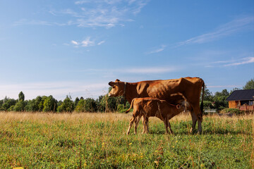 Brown calf drinks milk from mother cow on pasture on green meadow on summer day, close-up.