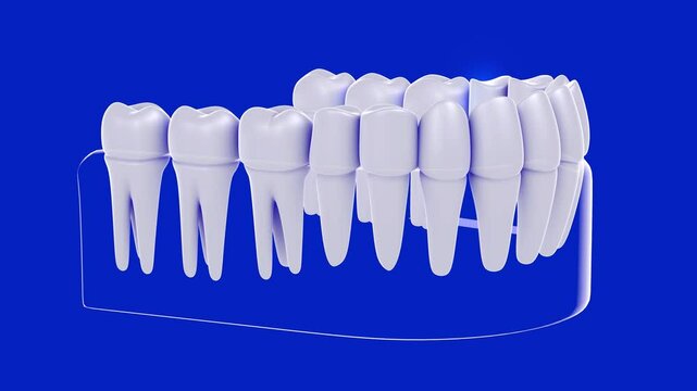 3D animation of a denture in a white and transparent graphic style. Showing all teeth. Placed in the glass gum on a blue background, showing the interior.