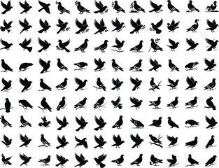 Vector illustration: silhouette of flying birds doves on a white background ilhouette pigeon vector illustration design vector set of silhouette birds, pigeons, fly Pigeon Silhouette Vector
 
