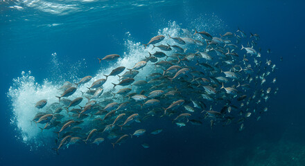 Spectacular school of fish creating an energetic display in ocean water environment