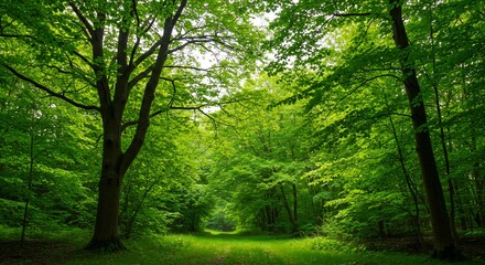 Naklejka premium 緑輝く森道、優しい光が差し込む