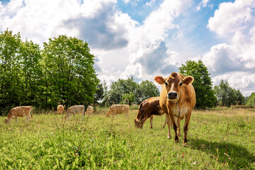 Brown cows graze on green meadow near forest on summer day, close-up