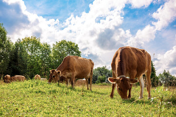 Brown cows graze on green meadow near forest on summer day, close-up