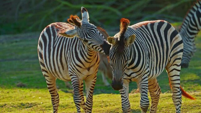 A pair of zebras together loving and playing with each othergraze in the wild on a meadow of the savannah. Closeup