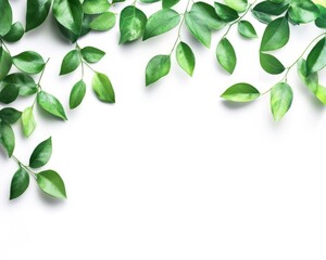 Green Leaf Arrangement on White Background for a Natural Border Effect