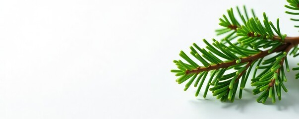 Obraz premium Single sprig of fir needles against a pure white canvas, evergreen, needle