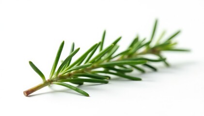 Fototapeta premium Single sprig of rosemary with a few needles isolated on white background, decorative, needle