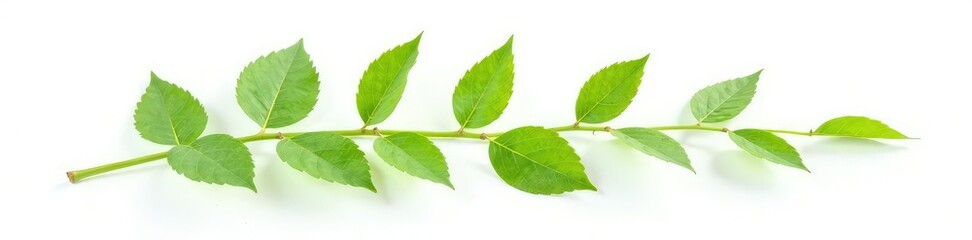 Obraz premium Single sprig with leaves isolated on white background, leafy,