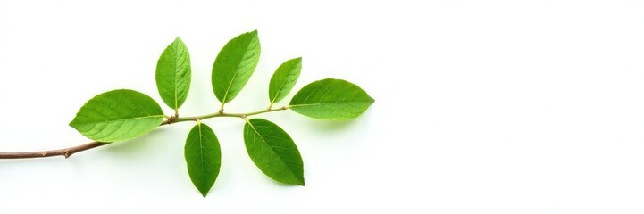 Naklejka premium Single sprig with leaves isolated on white background, nature, greenery, tree