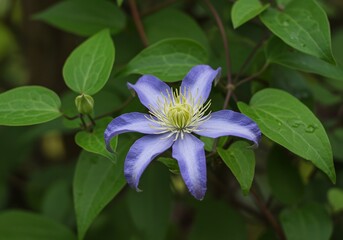 青紫のクレマチス、緑葉に映える鮮やかな花びら、優しい光