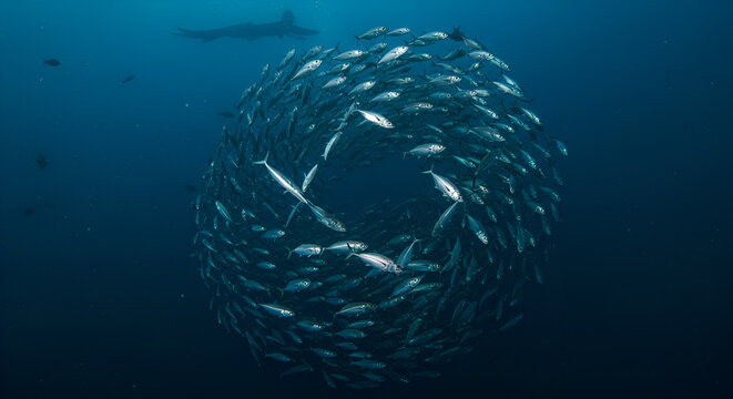 Vibrant underwater scene with a swirling school of fish in circular motion