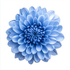 Obraz premium blue chrysanthemum flower, Isolated on white Background.