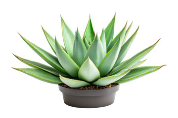 Fototapeta premium Vibrant succulent plant in pot with sharp green leaves, cut out