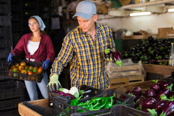 Hardworking man working on an agricultural farm sorts ripe recently harvested eggplants in a warehouse