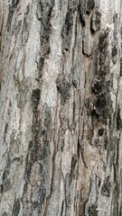 Rough texture of naturally formed tree bark