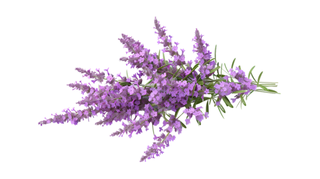 Delicate Purple Floral Bouquet with Vibrant Green Stems Isolated on Black Background for Design