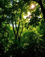 Fototapeta premium Lush green forest with dappled sunlight filtering through leaves, calm, wild