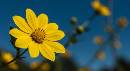 Naklejka premium 鮮やか黄色 青空背景 鮮明な花びら 夏らしい風景写真