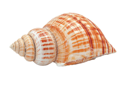 Detailed orange and white conch shell on black background, cut out