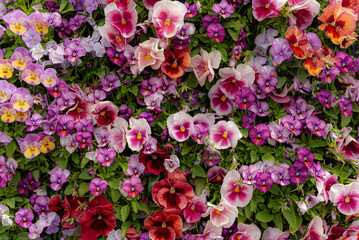 Flowers in Malm&ouml;, Sweden in summer. It was a sunny and warm day.