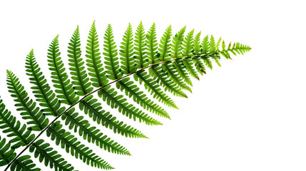 Closeup of a vibrant green fern frond against a black background