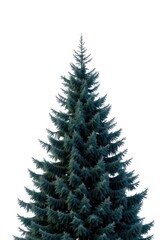 Obraz premium A majestic fir tree, stark against a pure white backdrop, evergreen, fir tree, wood