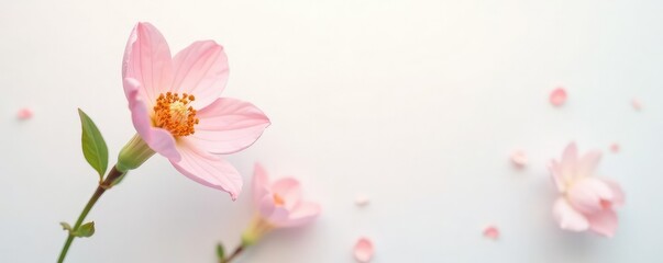 Fototapeta premium The flower's colors are muted and pastel against a plain white backdrop, pastel, peaceful