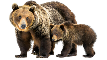 Fototapeta premium Brown Bear Family Mother and Cub Wildlife Portrait Nature Photography