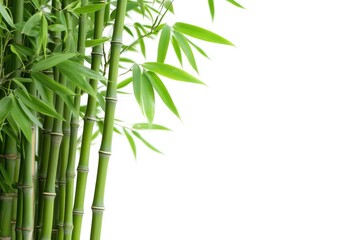 Fototapeta premium Green Bamboo Stems with Leaves on White Background for Graphic Design