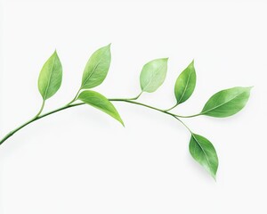 Green Leafy Branch on White Background Fresh Natural Springtime Design