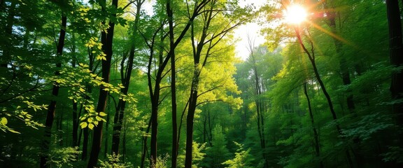 Obraz premium Sunlight dappled forest, vibrant greens fading to soft blues in distance, woodscape, dappled light