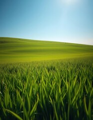 Obraz premium Vast, verdant field stretching to a brilliant blue sky, landscape, color