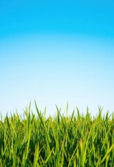 Obraz premium Vibrant green grass texture, blank copyspace against a clear blue sky, lawn, vibrant