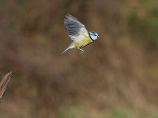 Blue tit, Cyanistes caeruleus