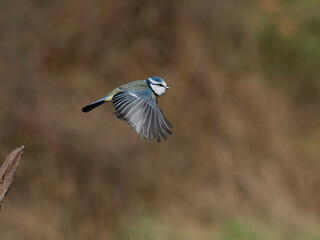 Blue tit, Cyanistes caeruleus