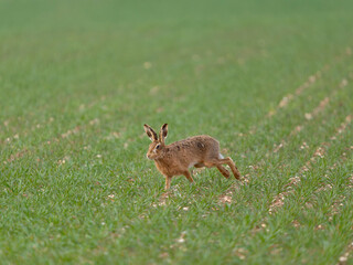 Brown hare, Lepus europaeus