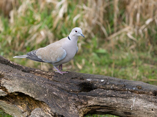 Collared dove, Streptopelia decaocto