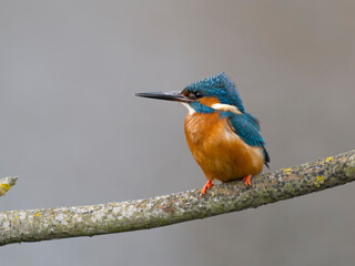 Kingfisher, Alcedo atthis
